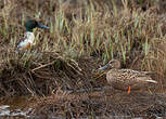 Canard souchet