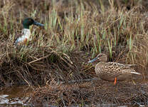 Canard souchet