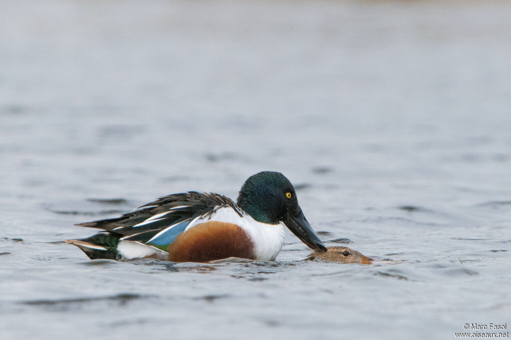 Canard souchetadulte, Nidification