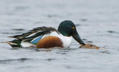 Canard souchet