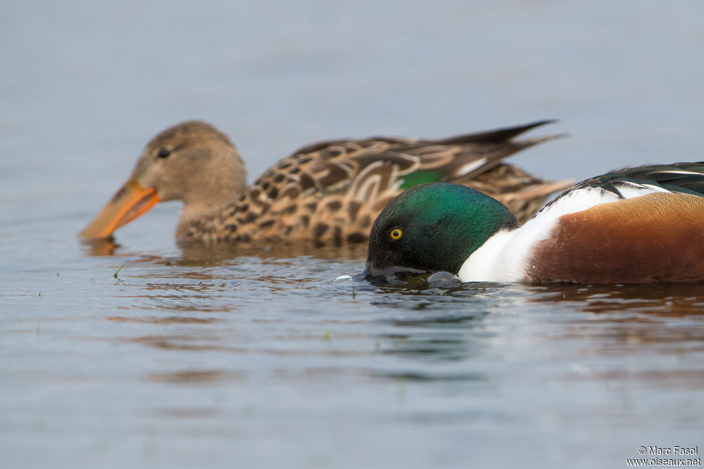 Canard souchetadulte nuptial, pêche/chasse