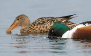 Canard souchet