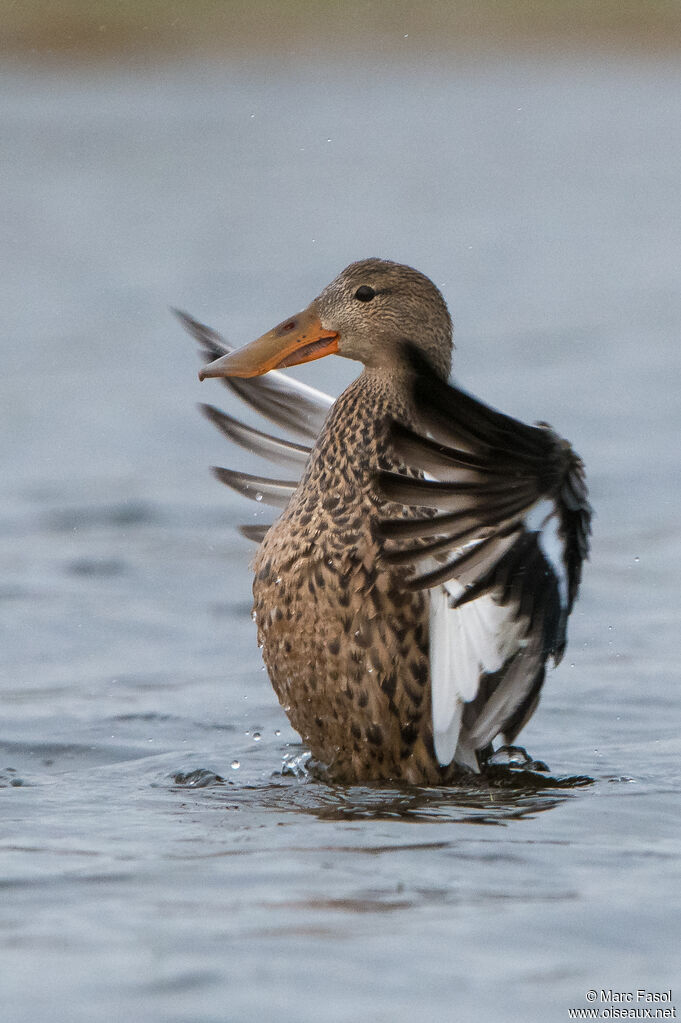 Canard souchet femelle adulte, identification