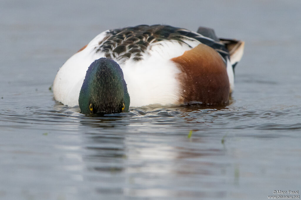 Canard souchet mâle adulte nuptial, pêche/chasse