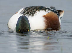 Northern Shoveler