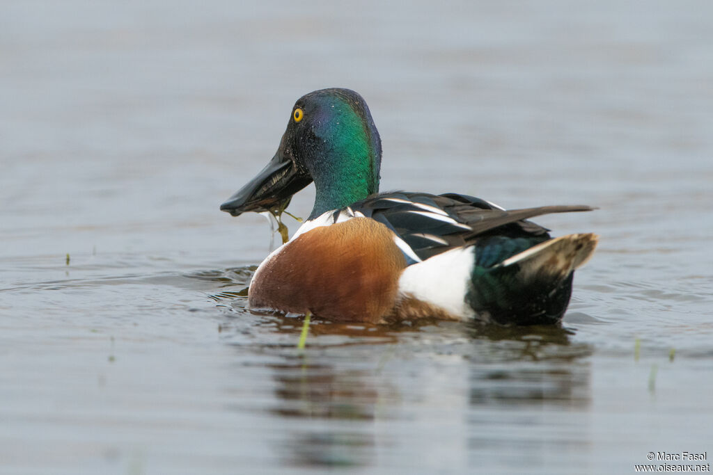 Northern Shoveler male adult, identification, feeding habits, eats