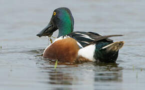 Northern Shoveler