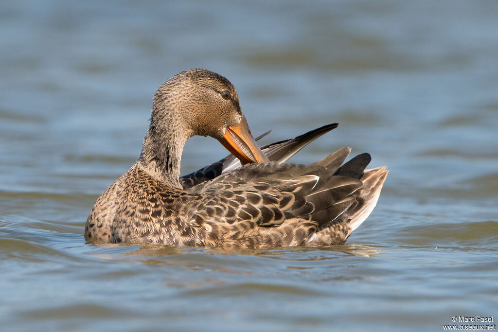 Northern Shoveler female adult, identification, care