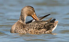 Canard souchet