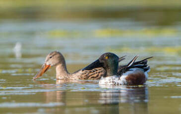 Canard souchet