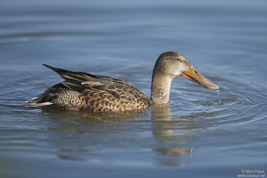 Canard souchet femelle adulte, identification, régime, Comportement