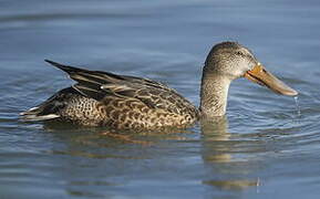 Canard souchet