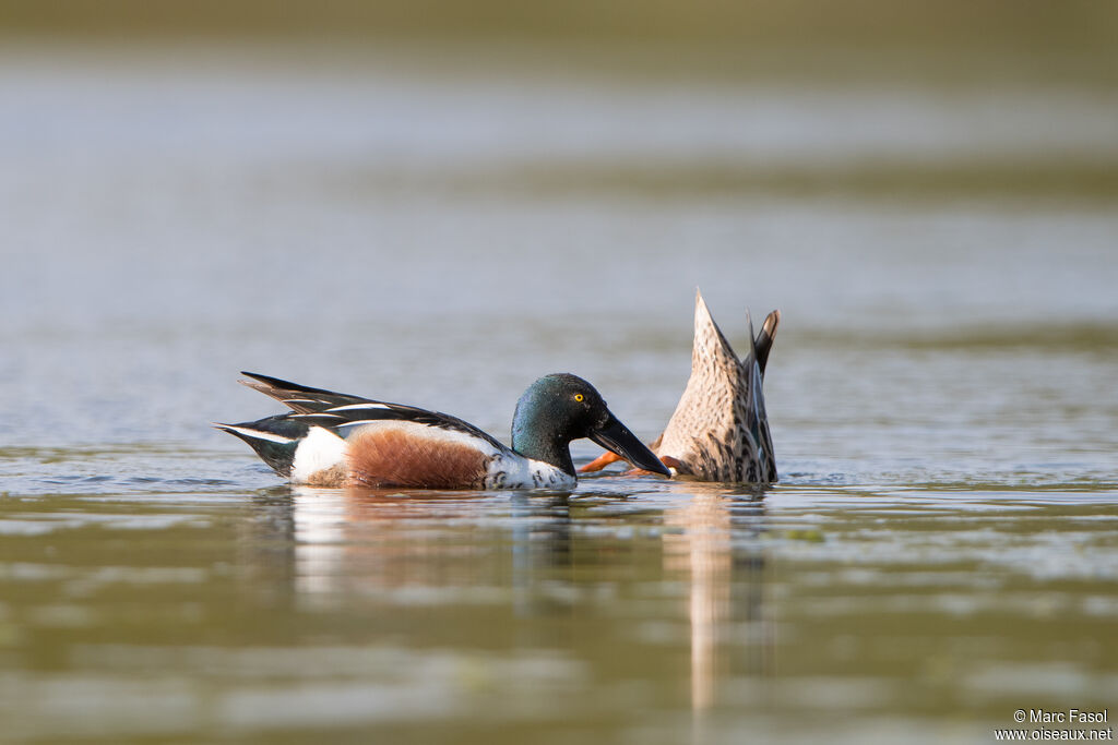 Canard souchetadulte transition, régime, pêche/chasse