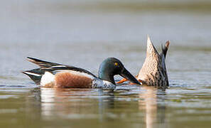 Northern Shoveler