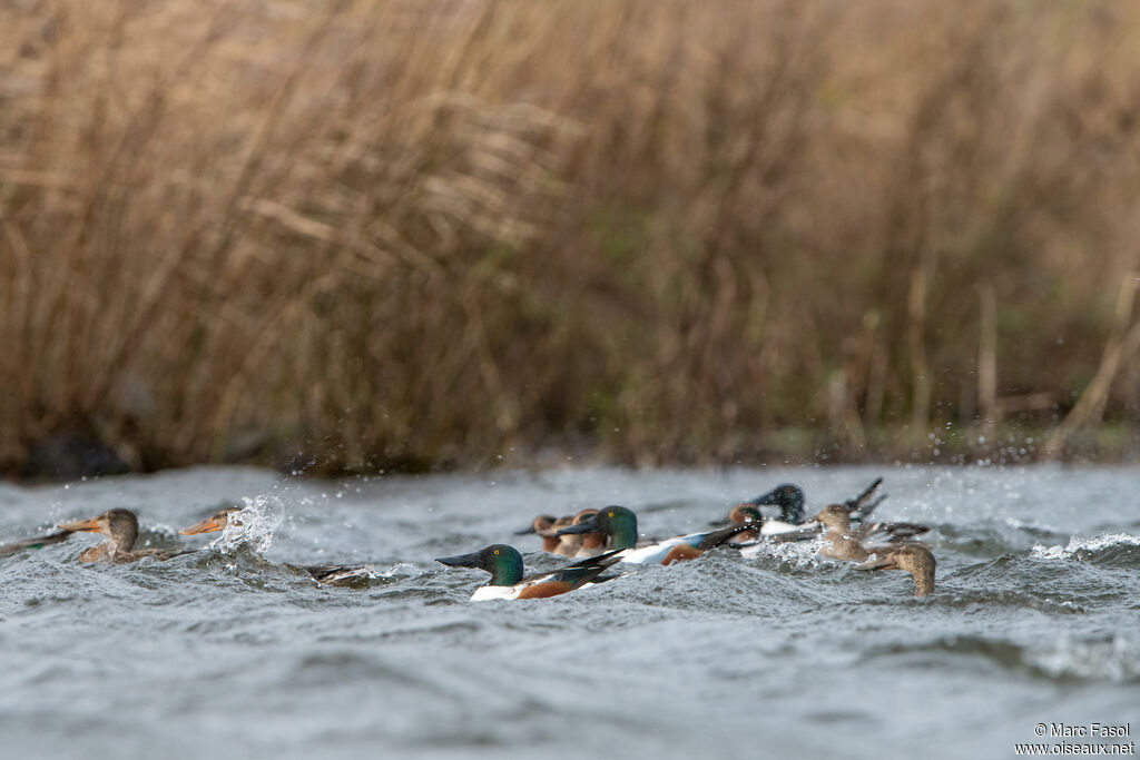 Canard souchet, nage