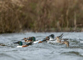 Canard souchet