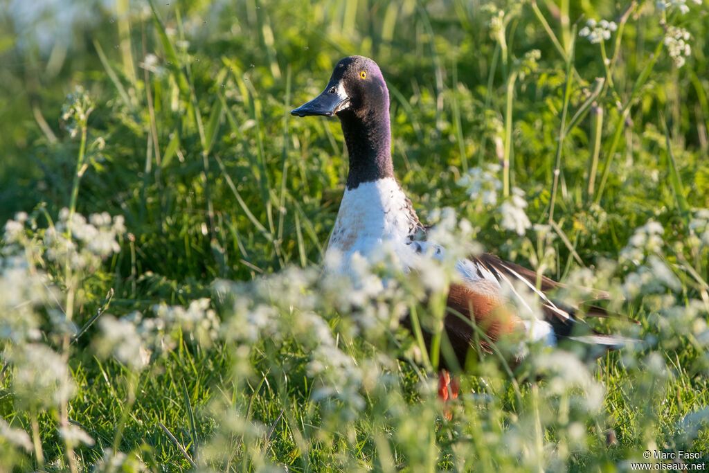 Canard souchet mâle adulte nuptial, mue