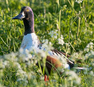 Northern Shoveler