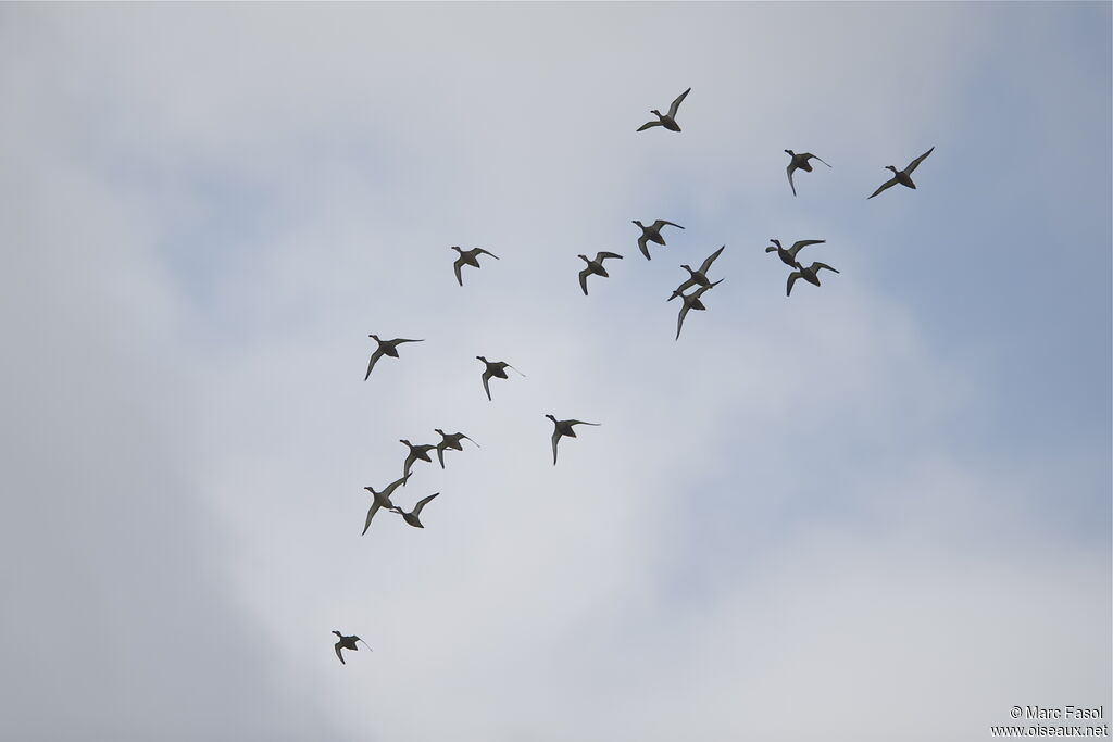 Northern Shoveler, Flight