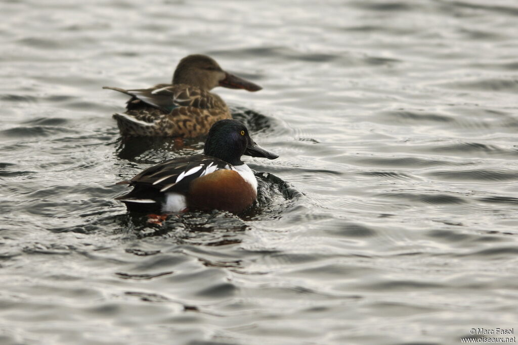 Canard souchet adulte nuptial, identification