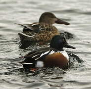 Northern Shoveler