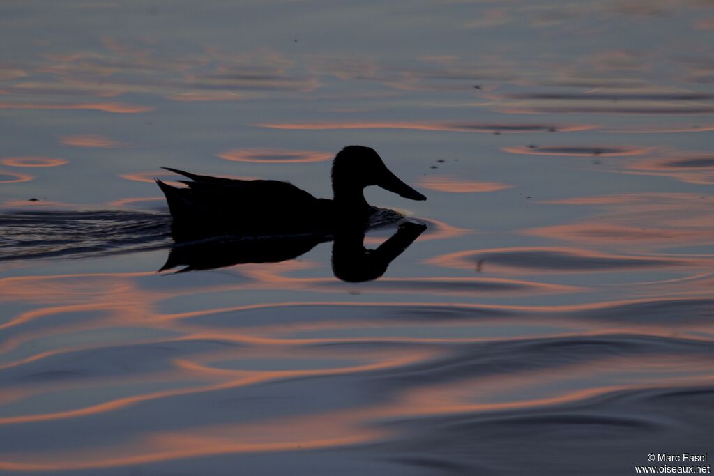 Canard souchetadulte, identification