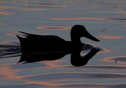 Northern Shoveler