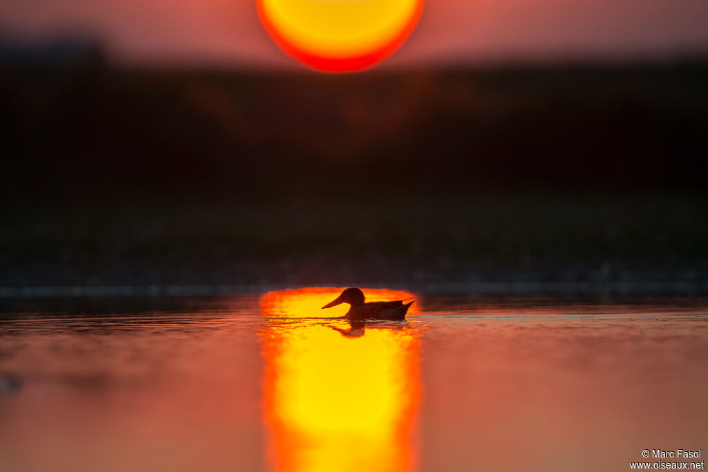 Canard souchet