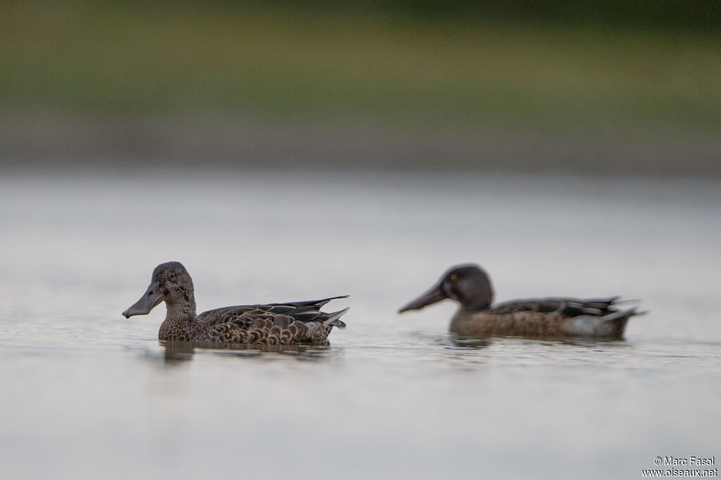 Northern Shoveleradult, moulting, swimming