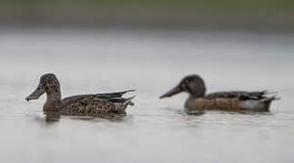 Northern Shoveler