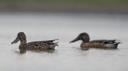 Canard souchet