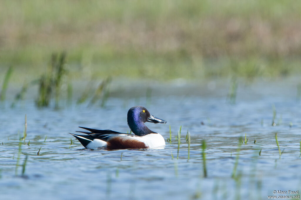 Northern Shoveler male adult breeding, identification