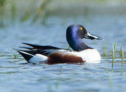 Northern Shoveler