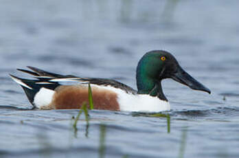 Canard souchet