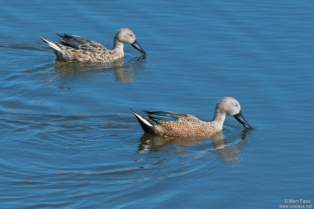 Red Shoveleradult breeding, swimming