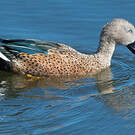 Canard spatule