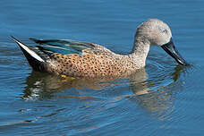 Canard spatule