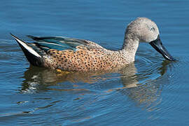 Red Shoveler