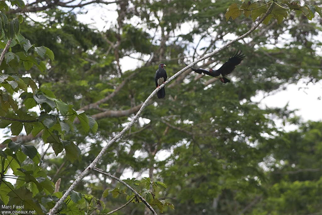 Caracara à gorge rougeadulte, habitat, Vol