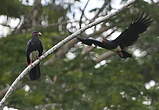 Caracara à gorge rouge