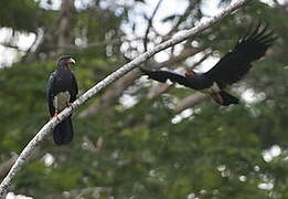 Red-throated Caracara