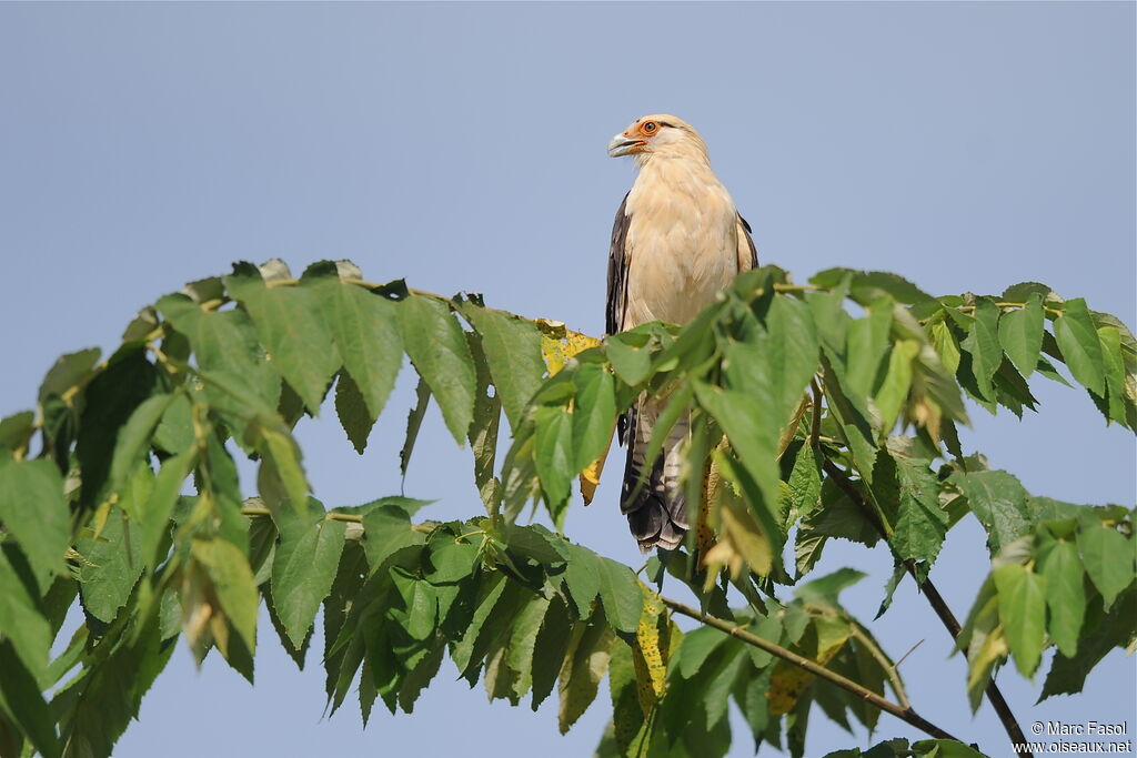 Yellow-headed Caracaraadult, identification