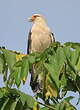 Caracara à tête jaune