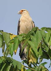 Caracara à tête jaune