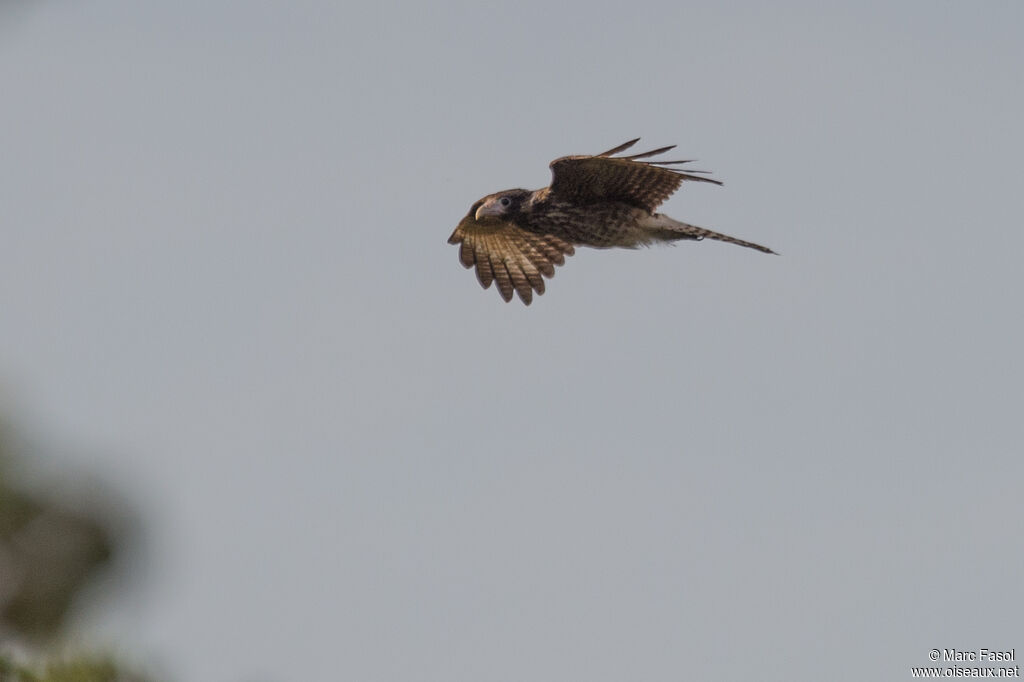 Caracara à tête jaunejuvénile, Vol