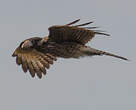 Caracara à tête jaune