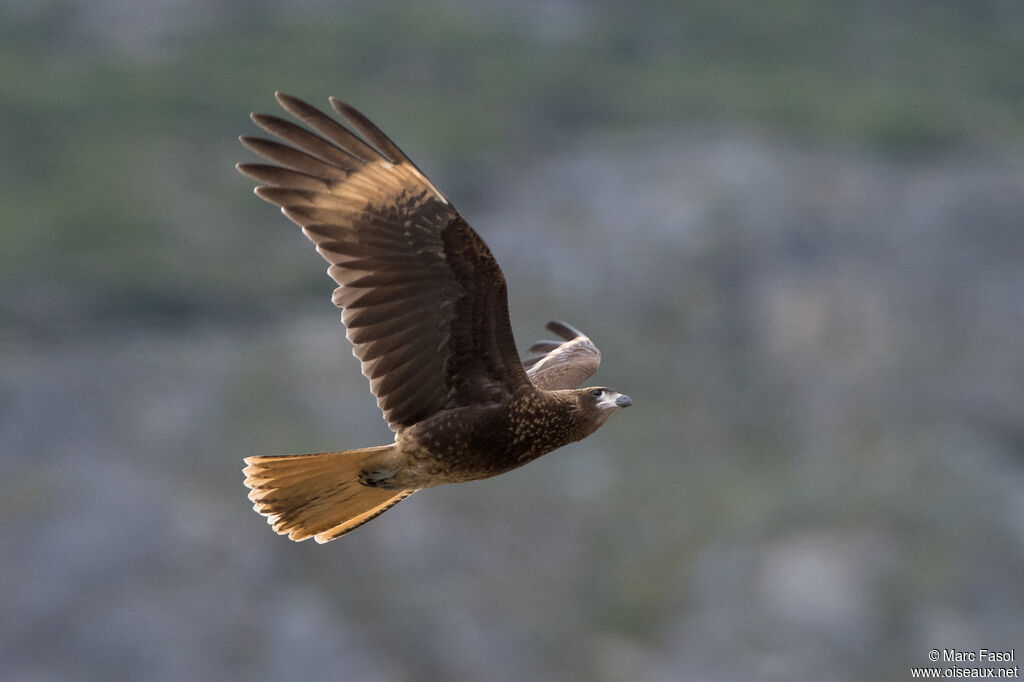 Caracara chimangoadulte, Vol