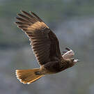 Caracara chimango