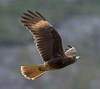 Chimango Caracara