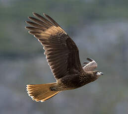 Caracara chimango